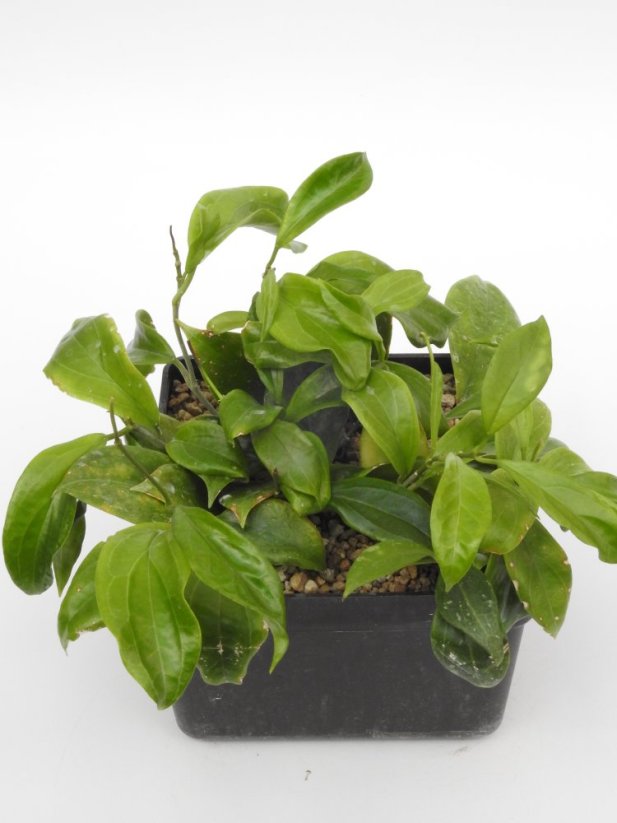 Hoya UT-033 Apple Green