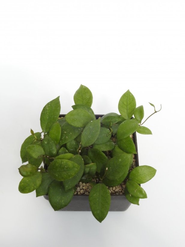 Hoya ovalifolia