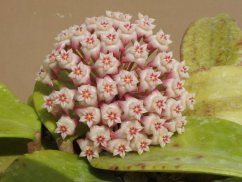Hoya rigida pink flowers epc 605
