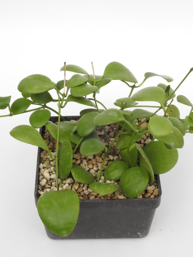 Hoya Kastbergii