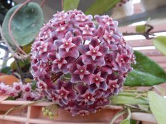 Hoya pubicalyx pink silver splash