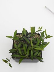 Hoya rosita