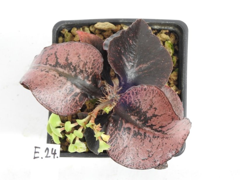 Euphorbia francoisii hybrid  No.24