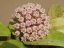 Hoya rigida pink flowers epc 605