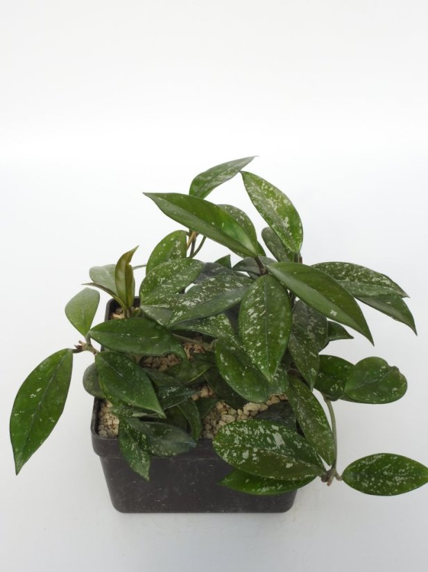 Hoya Stardust