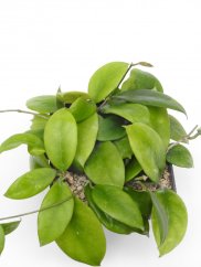Hoya arnottiana