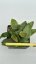 Hoya sulawesi 8867