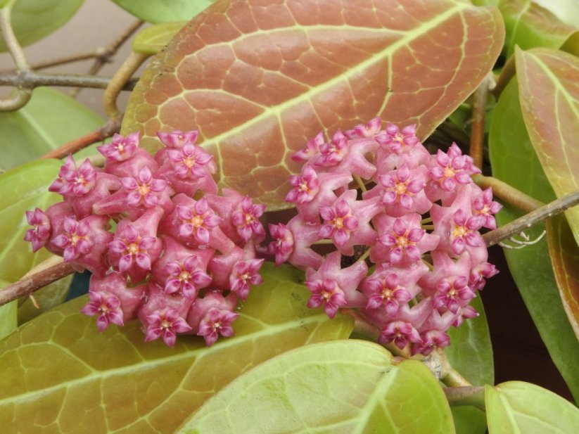 Hoya ut-039 flores island