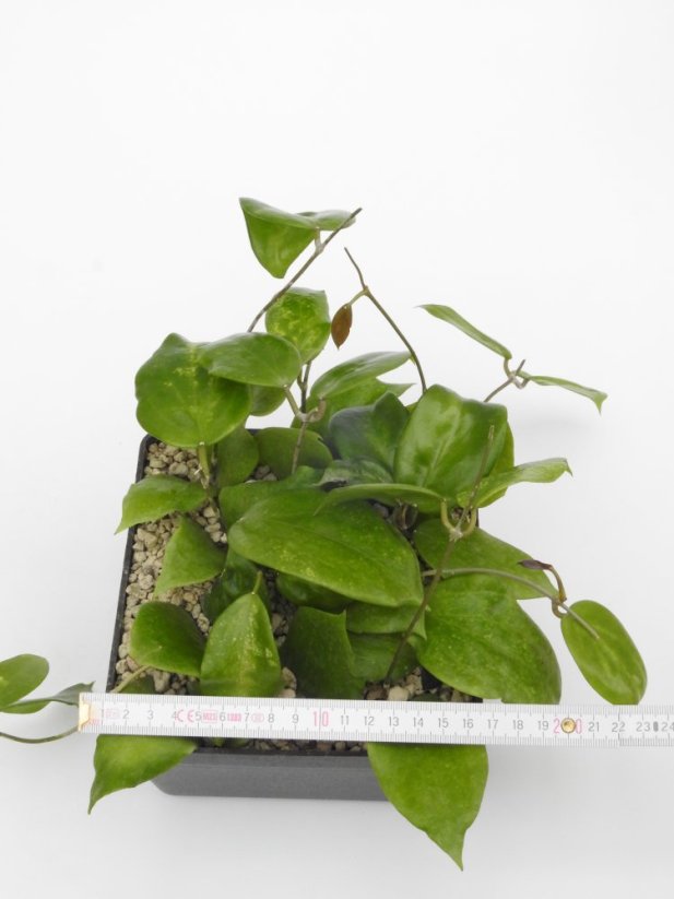 Hoya pentaphlebia