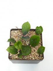Hoya Snow Ball