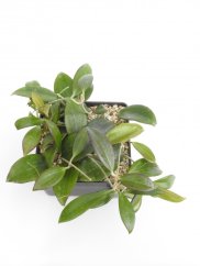 Hoya nicholsoniae