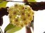 Hoya erythrina