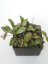 Hoya Sigilatis Big Leaf