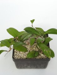 Hoya Shadow