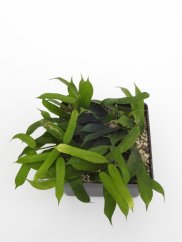 Hoya pandurata