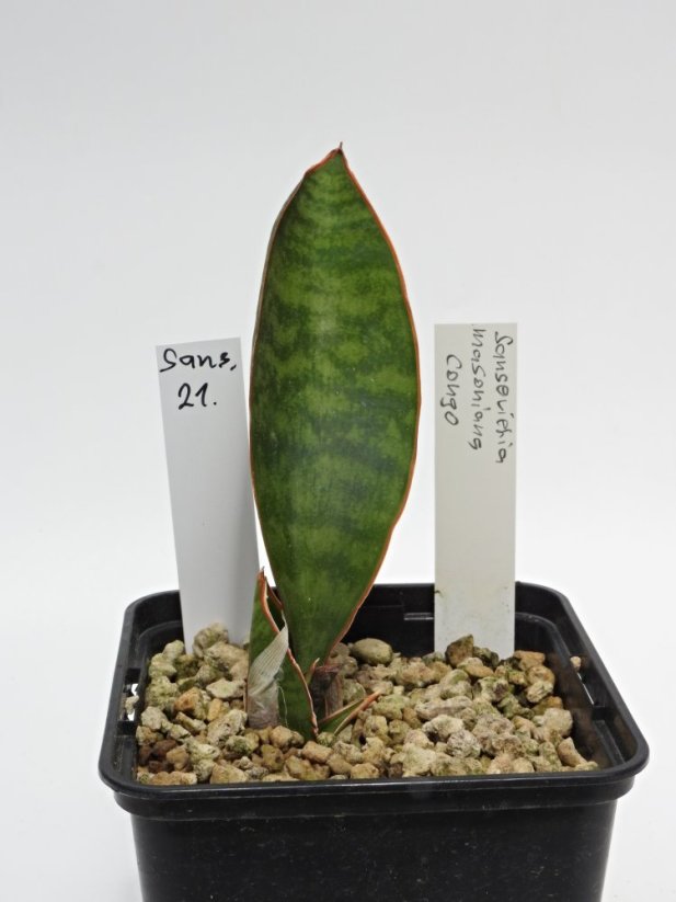 Sansevieria masoniana congo  No.21