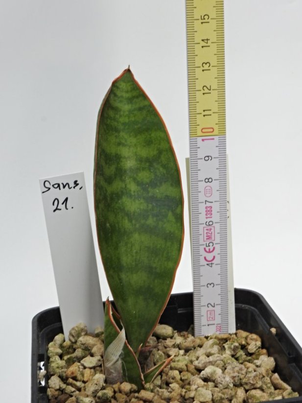 Sansevieria masoniana congo  No.21