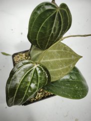 Hoya Sarawak