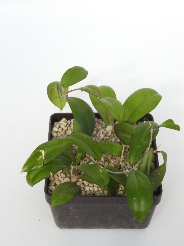 Hoya Shadow
