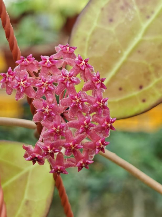 Hoya Nathalie