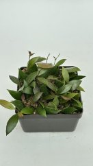 Hoya inconspicua