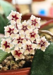 Hoya flagelata big leaves