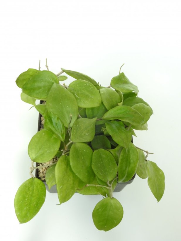 Hoya balaensis