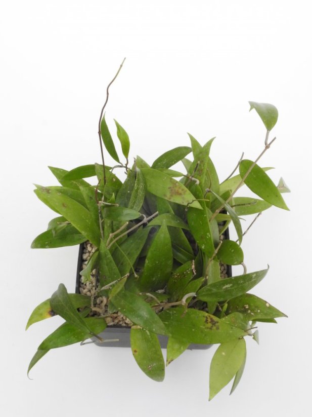 Hoya parasitica nort habli