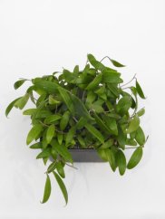 Hoya yok don jižní vietnam