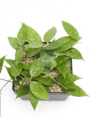 Hoya anjuk ladang ma20