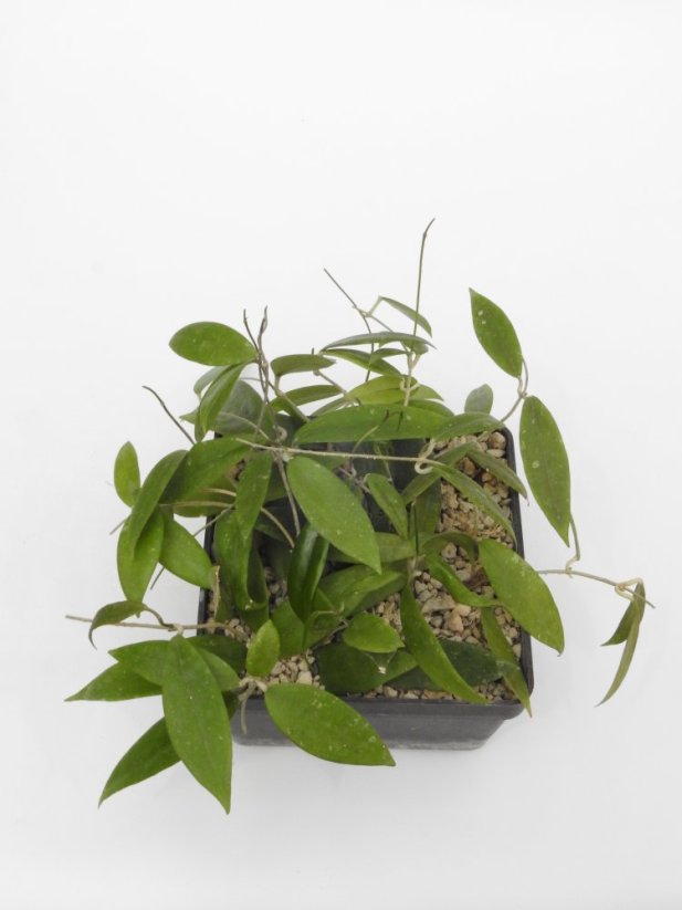 Hoya teneba