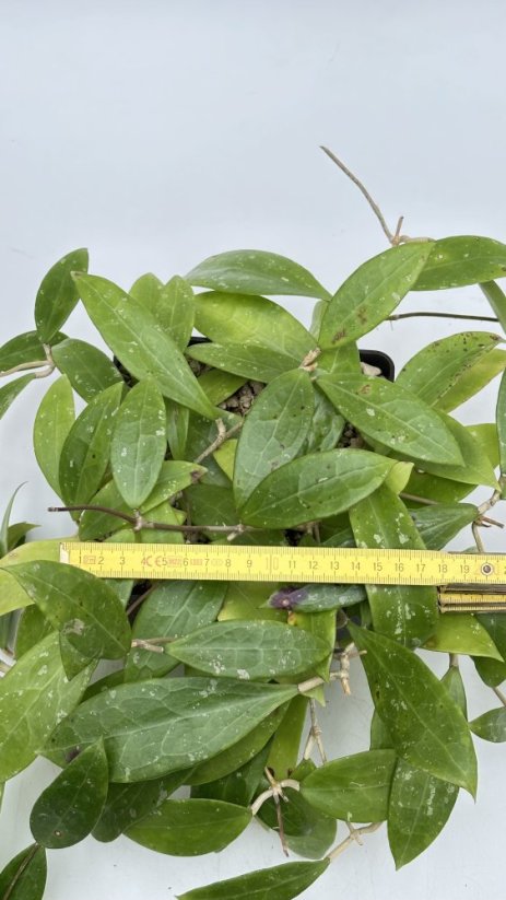 Hoya acuta red leaf