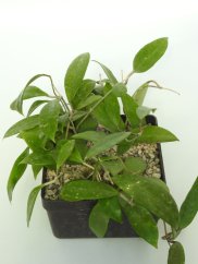 Hoya Verticillata var. Hendersonii