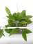 Hoya cinnamomifolia
