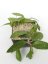Hoya Polystachya