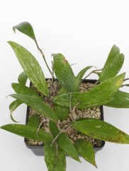 Hoya parasitica long leaf