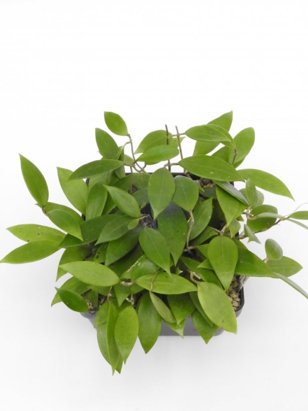 Hoya acuta nova blte ves bis creme