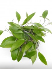Hoya cinnamomifolia
