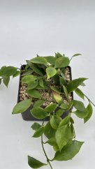Hoya anulata