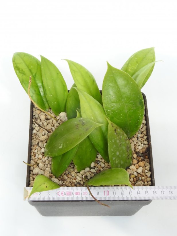 Hoya Juannguoiana