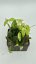 Hoya campanulata