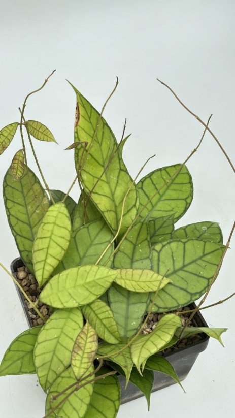 Hoya sp. poring