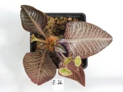Euphorbia francoisii hybrid  No.26
