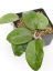 Hoya Fuscomarginata