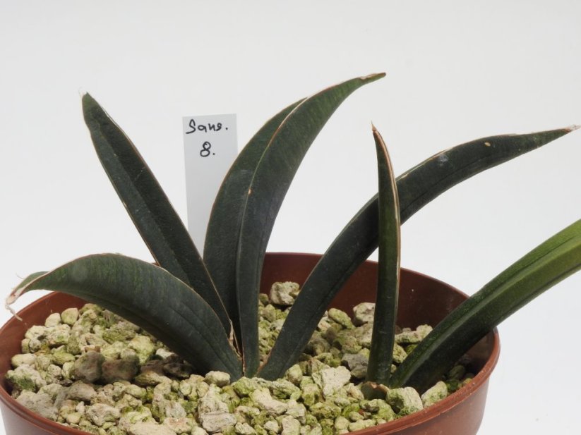 Sansevieria rhodesiana CG126.3  No.8
