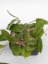 Hoya Flagellada II Aff
