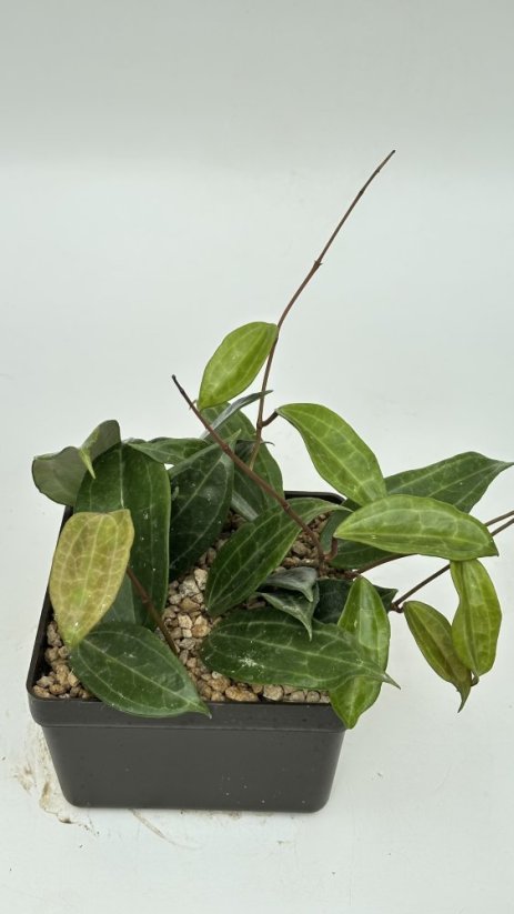 Hoya tjadasmalangensis