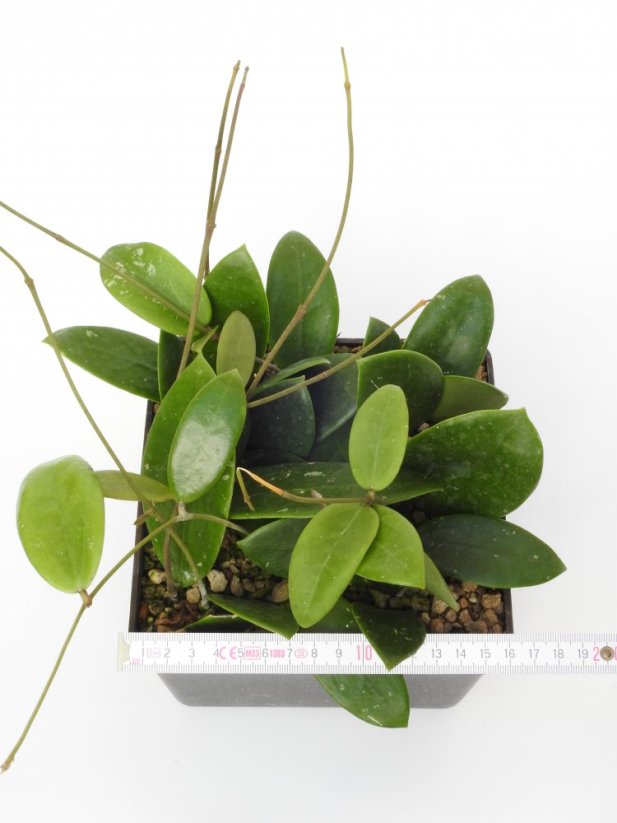 Hoya verticilata 207