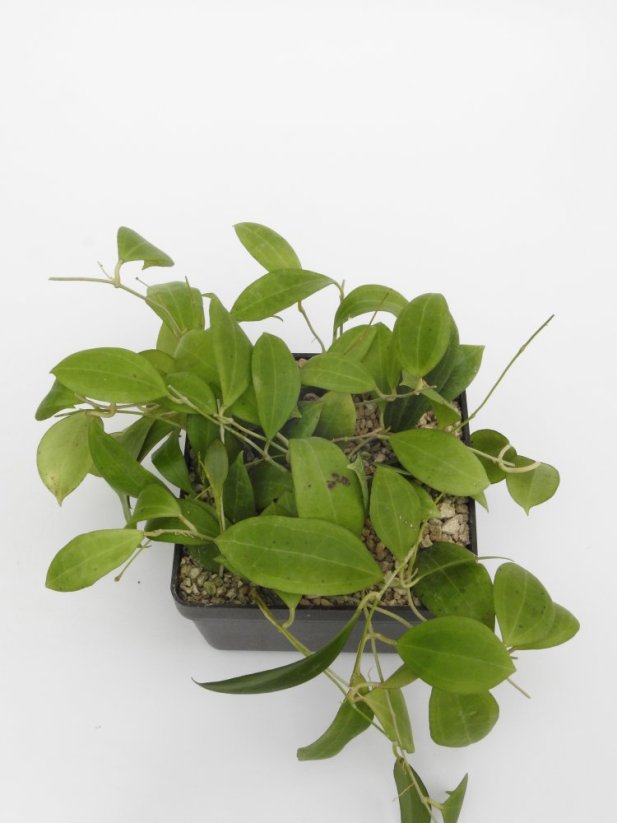 Hoya paulshirleyi