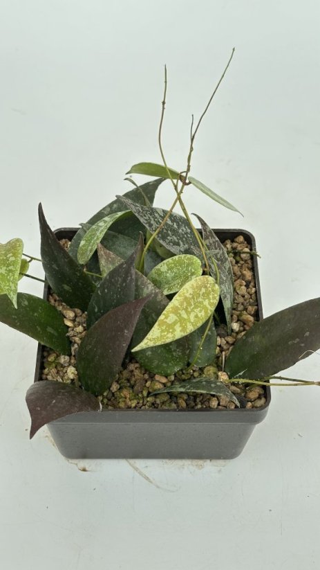 Hoya flagelata silver